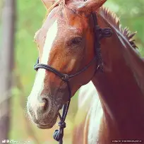 利记官方网站-马贝拉士气高涨，豪取客场胜利